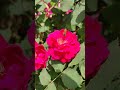 Indian roses in action