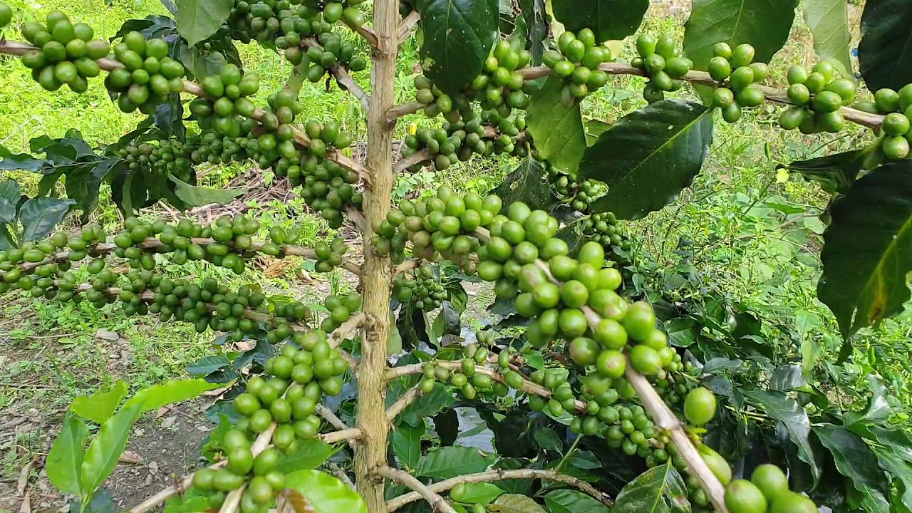 Kopi Gayo Aceh kualitas terbaik 