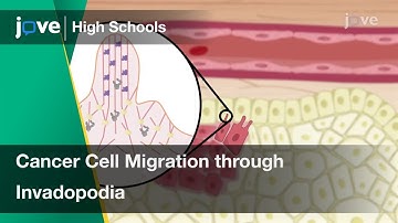 Cancer Cell Migration through Invadopodia | Cell Bio | Video Textbooks - Preview