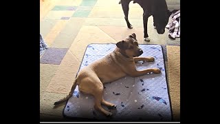 Things I wish I knew before buying Washable Dog Potty Pads WanpeeGoo