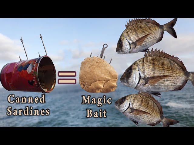 How To Make Magic Bait (Less Than 1$) With Canned Sardines