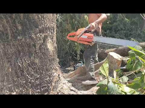 Video Cưa gốc cây còng bằng máy cưa Husqvarna 365 , Thợ cưa... - youtube