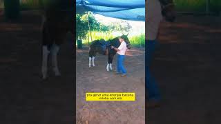 como gerar concão com o cavalo ou muar