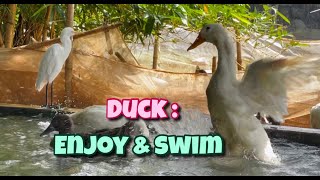 Ducks : Enjoy & Swim 22 During rainfall | Desi Ducks | Indian Duck Farm | Village Farm | Duckling by Indian Agri Farm 890 views 2 years ago 12 minutes, 40 seconds