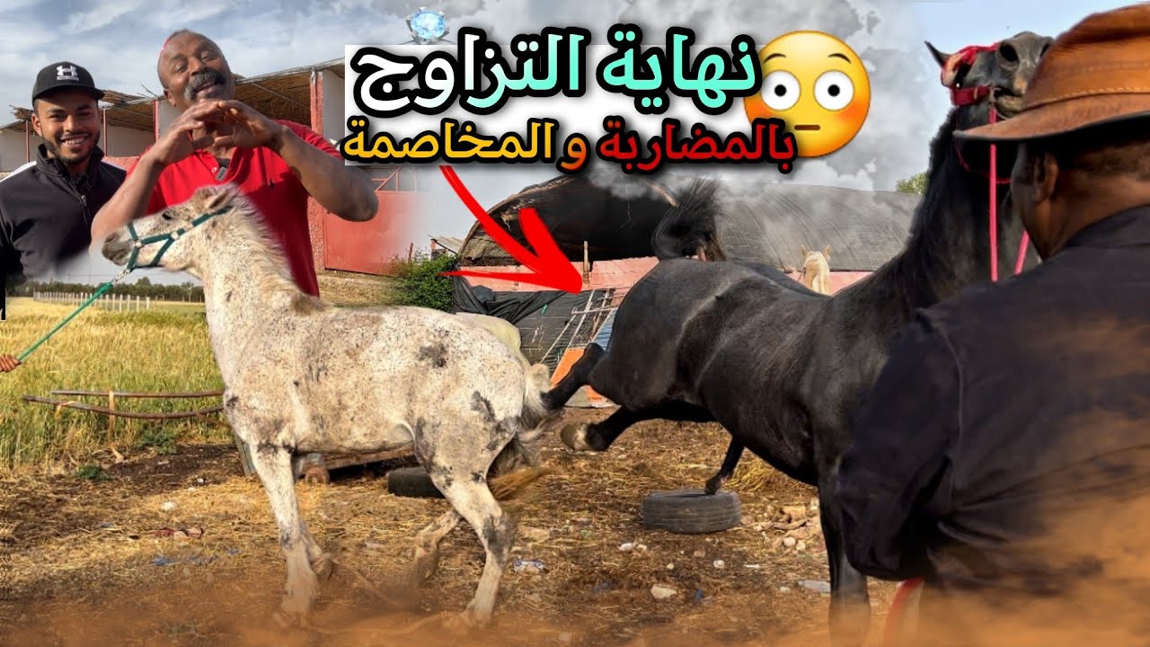 أخر تزاوج بين الحصان الملكي 👑 و الفرس المحكورة 😔 . ماهية النتيجة في نظركم واش واش حاملة ولا لا ..
