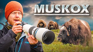 An Amazing Adventure of Wildlife Photography at Dovre, Norway by Espen Helland 8,271 views 7 months ago 18 minutes