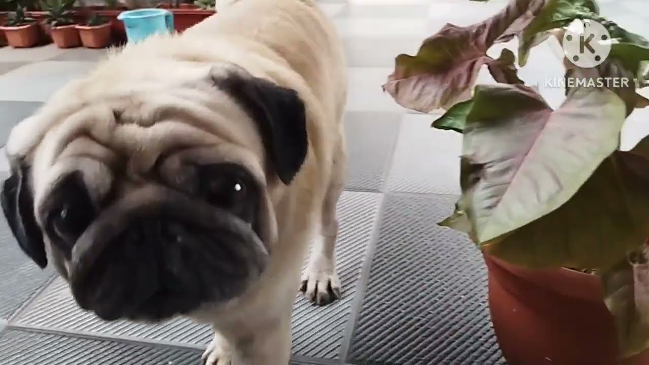 గేదెలు చాలా వచ్చాయి మా ఇంటికి మా మమ్మీ వేసిన మొక్కల్ని తినేస్తున్నాయి 