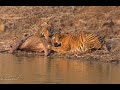 Family lunch for the Tigress and her cubs @ Tadoba.