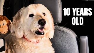 VanLife With a 10-Year-Old Dog | Van Life After 60