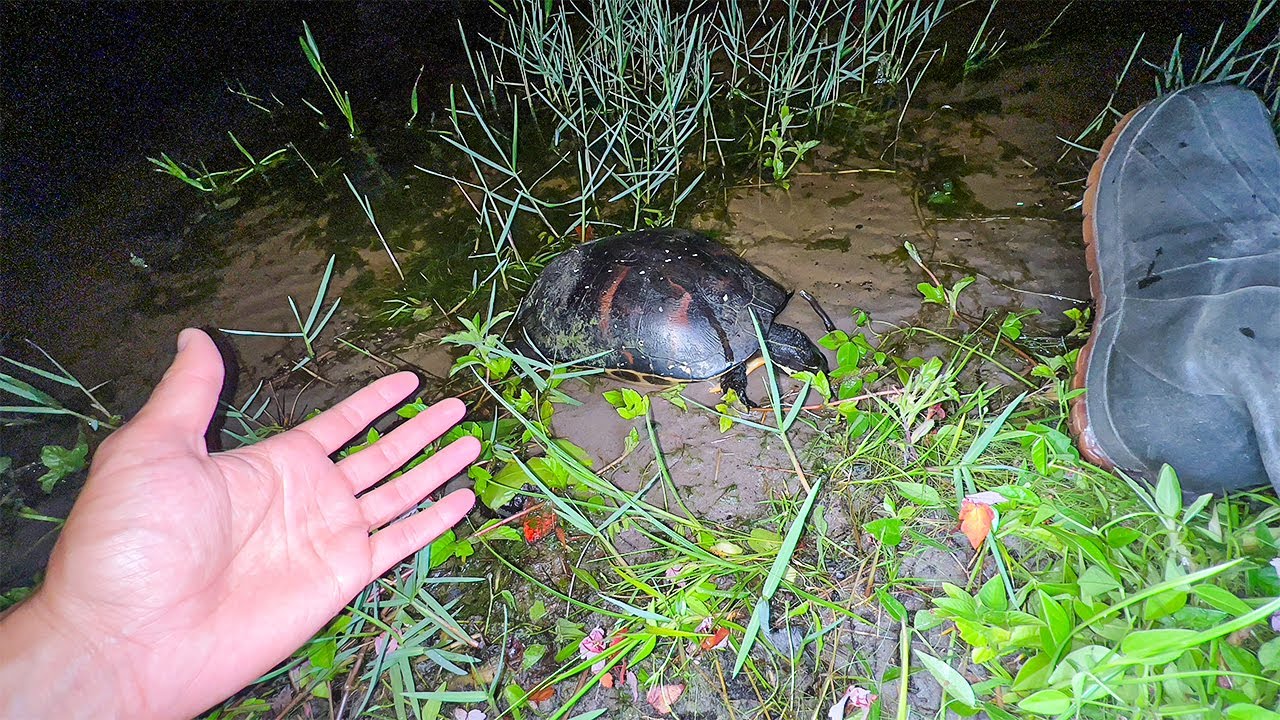 Cheguei de viagem, mas encontrei essa tartaruga sem vida na beira do meu lago…