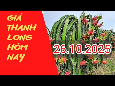 Dragon Fruit Price On The Afternoon Of October 26 2025 Nvmvlogs