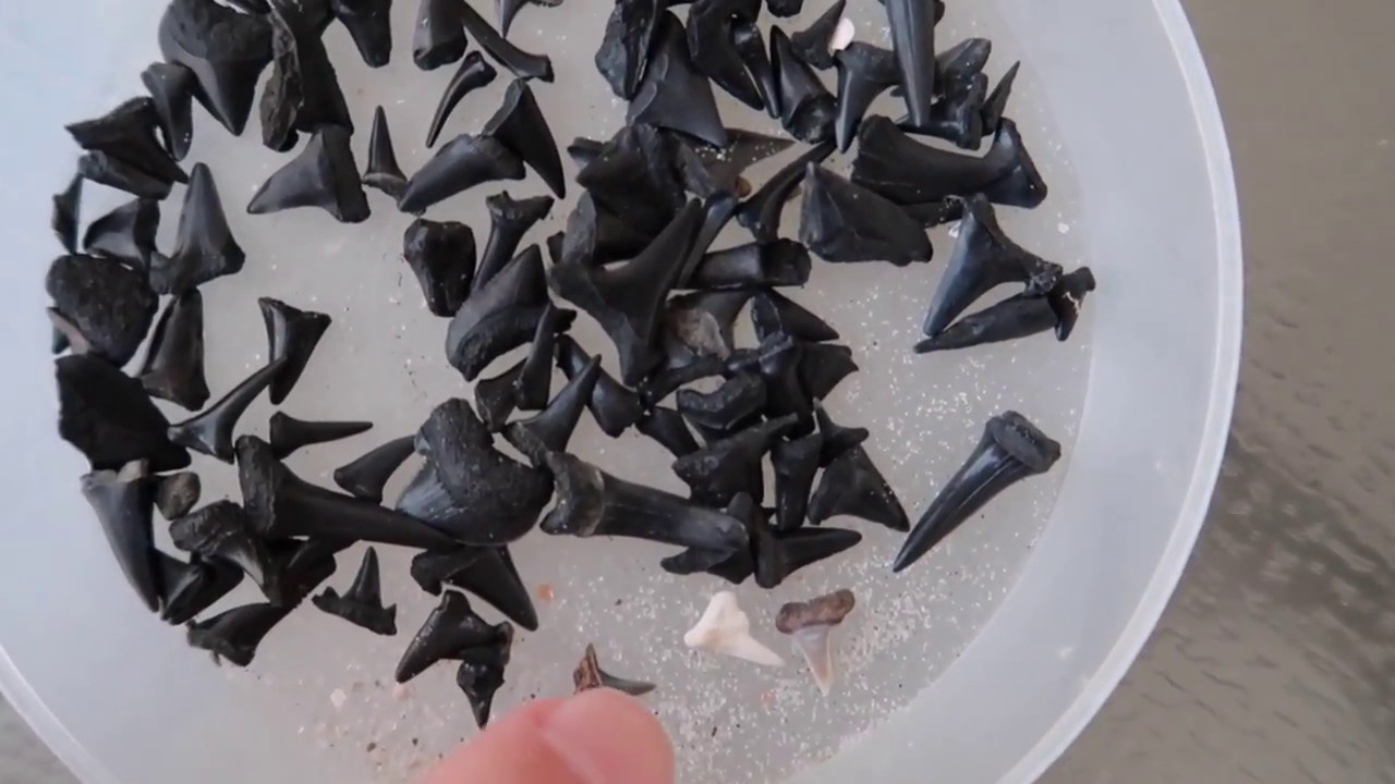 shark-teeth-collection-last-day-at-the-beach-myrtle-beach-2017