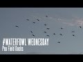 Waterfowl Wednesday: Pea Field Duck Hunting
