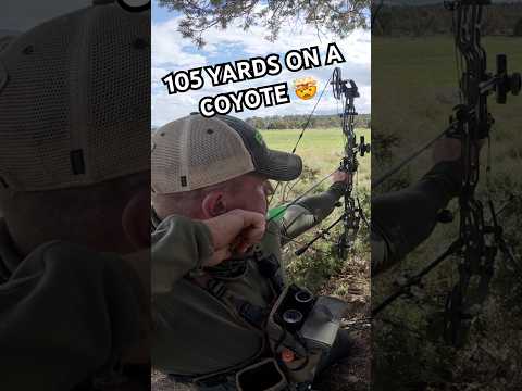 Insane 105 Yard Archery Shot On A Coyote! 🤯 #archery #slowmotion #beastbroadheads