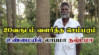 20வருட செம்மரம் உண்மையில் எவ்வளவு லாபம் | Red Sandal | Semmaram Valarpu | Teak Wood Tree Cultivation