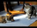 Shetland sheepdog puppy plays with a young maine coon.