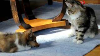 Shetland sheepdog puppy plays with a young maine coon.