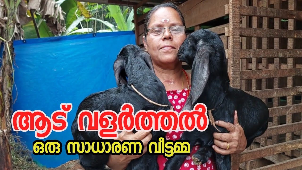 ആട് വളർത്തൽ|goat farming Malayalam|ആട വളർത്തൽ ലാഭകരം|goat farming kerala