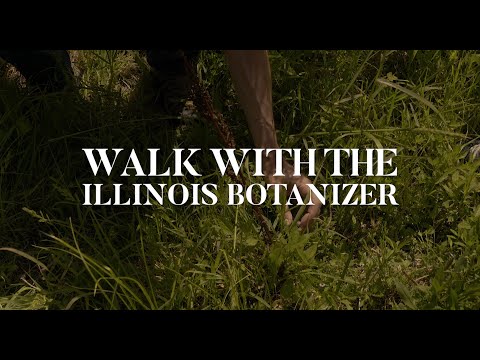Video: Nói với Joe Pye Weeds Ngoài - Sự khác biệt giữa các loại cây Eupatorium