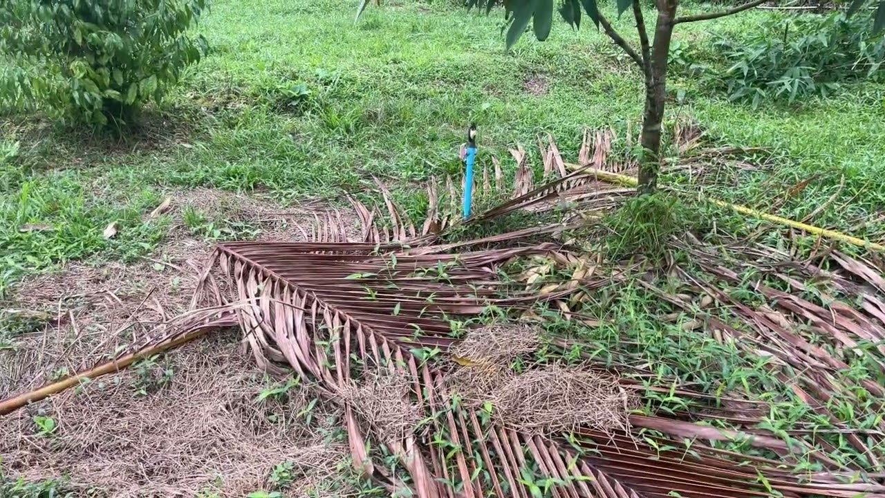 Ep21 อัพเดจทุเรียนเข้าหนาวและแล้ง