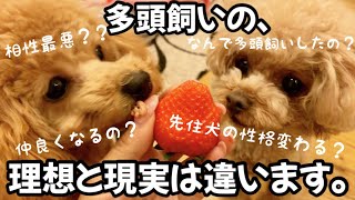 【SNSで理想を持つな多頭飼いの現実】うちの多頭飼い事情をまとめました