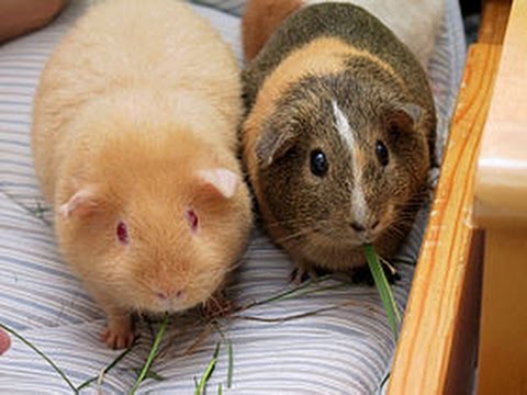 Scarica Gratis Images Drole Cochon D Inde Youtube dernière salutations