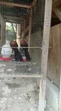 Burung Suara Kunti (Kuntil anak), Kadalan Sulawesi