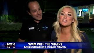 Fox 10 - NEW Zebra Sharks in SeaTREK at OdySea Aquarium