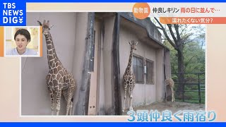 濡れたくない気分？3頭揃って雨宿りの“仲良しキリン”屋根の部分にピッタリと！｜TBS NEWS DIG