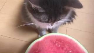 一年ぶりにスイカと対面した猫 ノルウェージャンフォレストキャットCat meet watermelon for the first time in a year.Norwegian Forest C