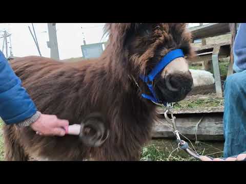 Petit Prince de Bel'Âne se fait beau pour rencontrer ses futures copines