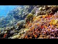 Diving - Dahab 2018 HD