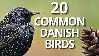 20 common danish birds screenshot 1