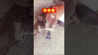 #cow #cowlover #cowboy #cowvideos #cows #dehati #song #trending #viralvideos #milk #reelsindia #yt