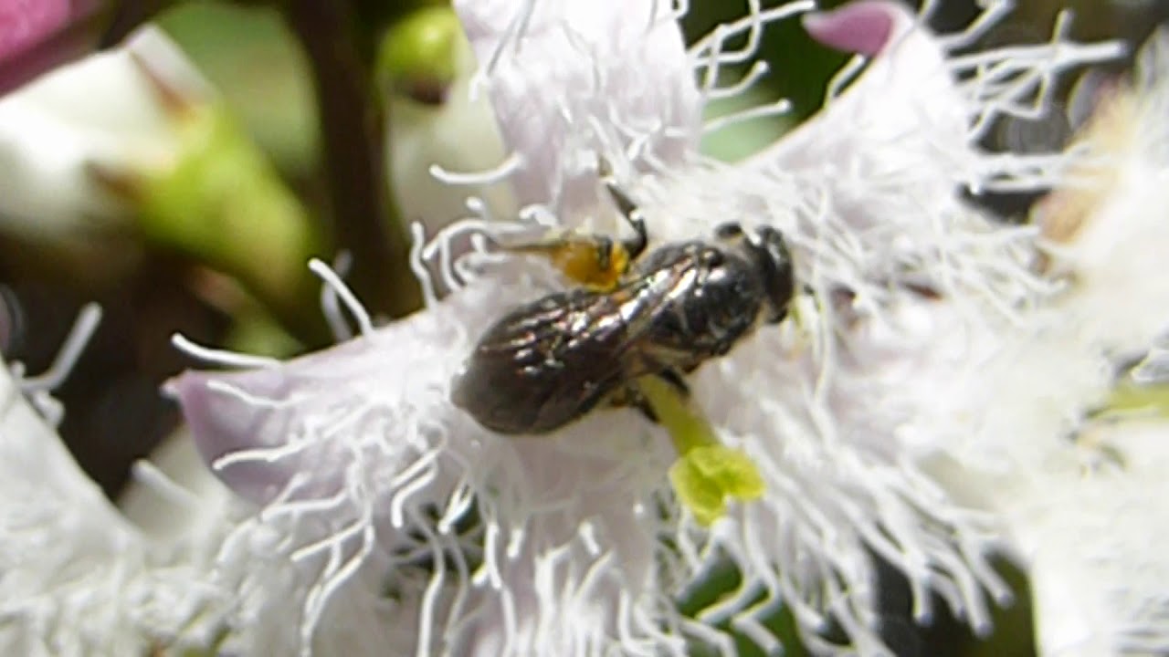 I need ID please - I think this one is maby - Gall wasp - Cynipoidea - Hnúðvespuætt - Skordýr