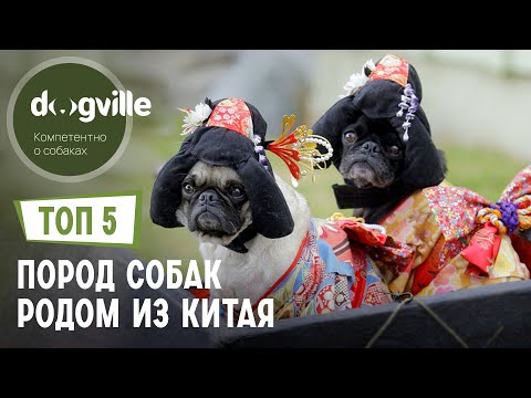 ТОП 5 Пород собак родом из Китая