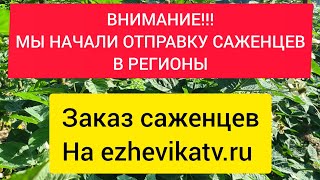 Мы начали отправку саженцев в регионы. 20.09.2023г