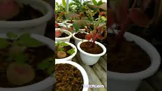 Caladium White Jaguar