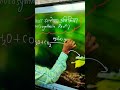 Photo synthesis Reactions #education
