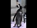 New England Aquarium's elderly penguin gets acupuncture