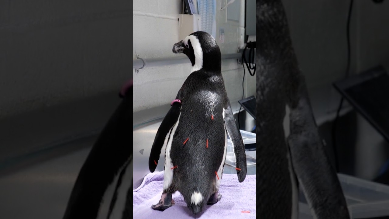 New England Aquarium’s elderly penguin gets acupuncture