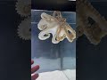 Communicating With Lucy The Octopus Throwback Communicating With Lucy The Octopus Throwback