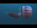 Jellyfish rule - Nature of things