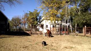 Calf Breaking Jenny - Lot 27