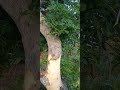 JINSI YA KUREFUSHA NA KUNENEPESHA UUME 