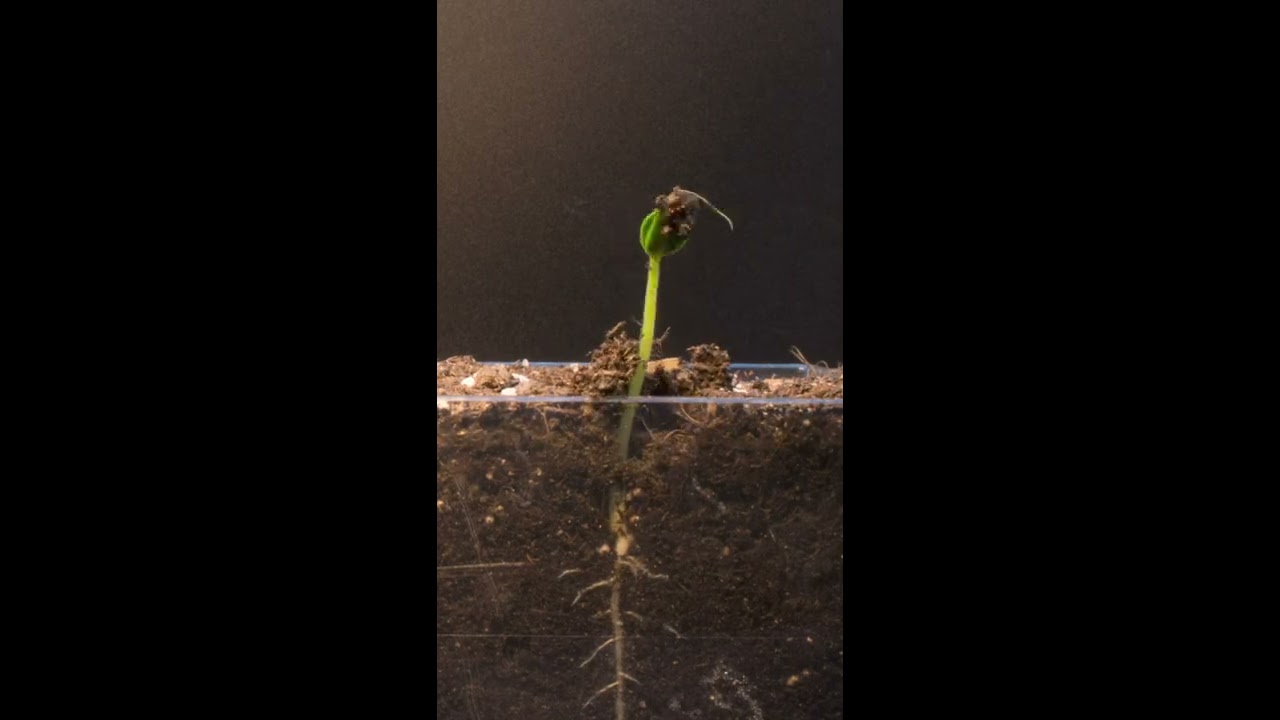 Growing Watermelon From Seed Timelapse Shorts