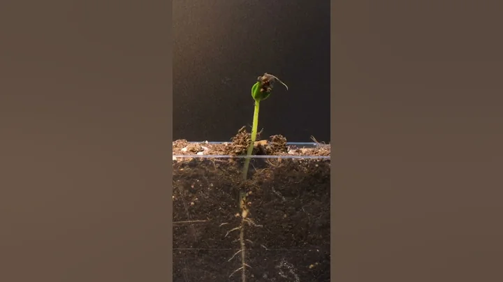 Growing Watermelon from Seed - Timelapse #shorts - DayDayNews