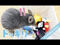 【ドッキリ】チンチラの大好きなお風呂がぬいぐるみに変わっていたら… Funny and Cute Chinchilla