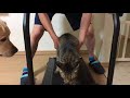 キジ猫龍くんルームランナーへいきなり歩かせてみた!?︎