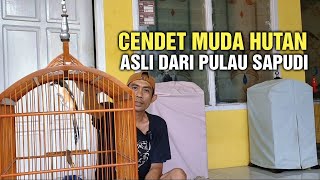 Download Lagu Review cendet muda hutan asli dari sapudi MP3